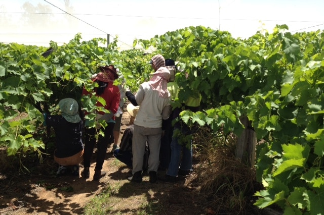 Nepalese fruit pickers trim grape vines ahead of the harvest in Mundubbera.