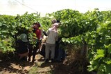 Fruit and vegetable pickers provide essential labour for farmers