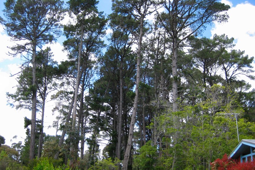 Large pine trees stand above a small cottage.
