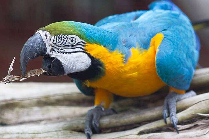 A blue and gold macaw sits on a perch.