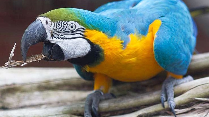 A blue and gold macaw sits on a perch.