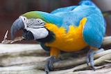 A blue and gold macaw sits on a perch.