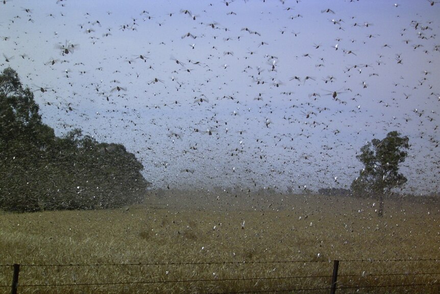 Lots of locusts flying over a field.