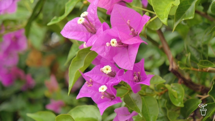 Pink bougainvillea flowers growing on the plant