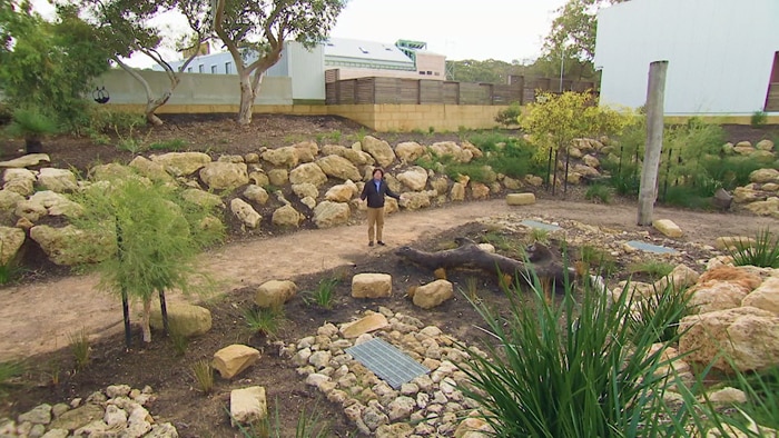 Man stands in newly landscaped  stormwater catchment area that's filled with Australian plants