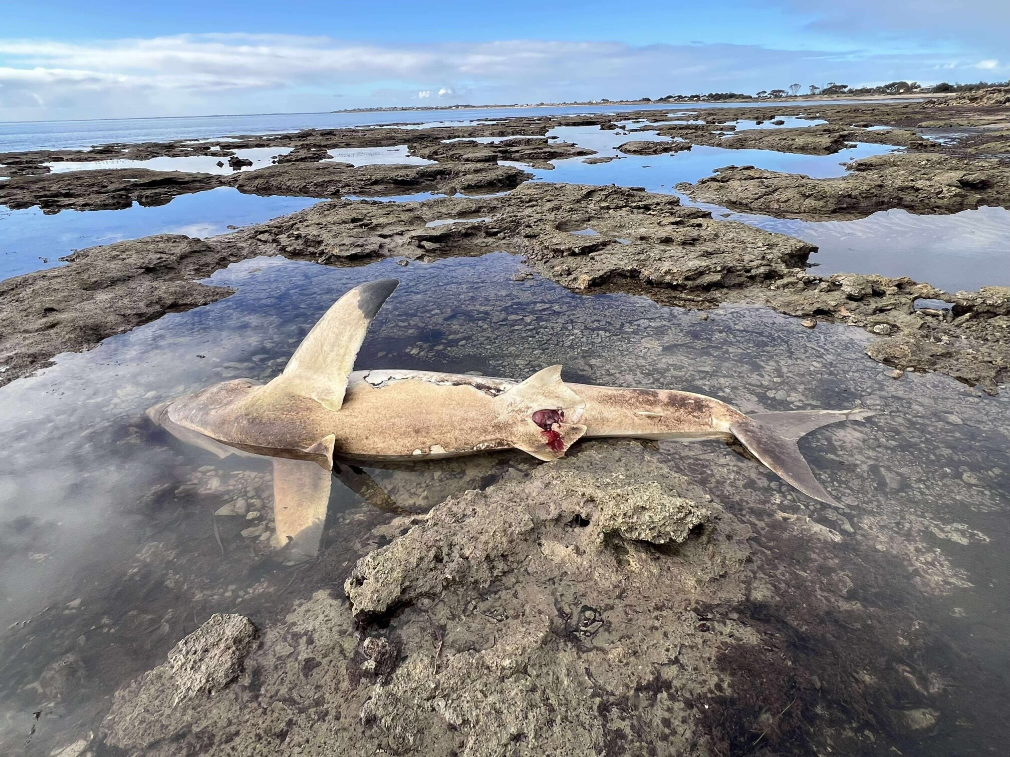 Gran tiburón blanco con vientre sangriento en aguas poco aguas rocosas
