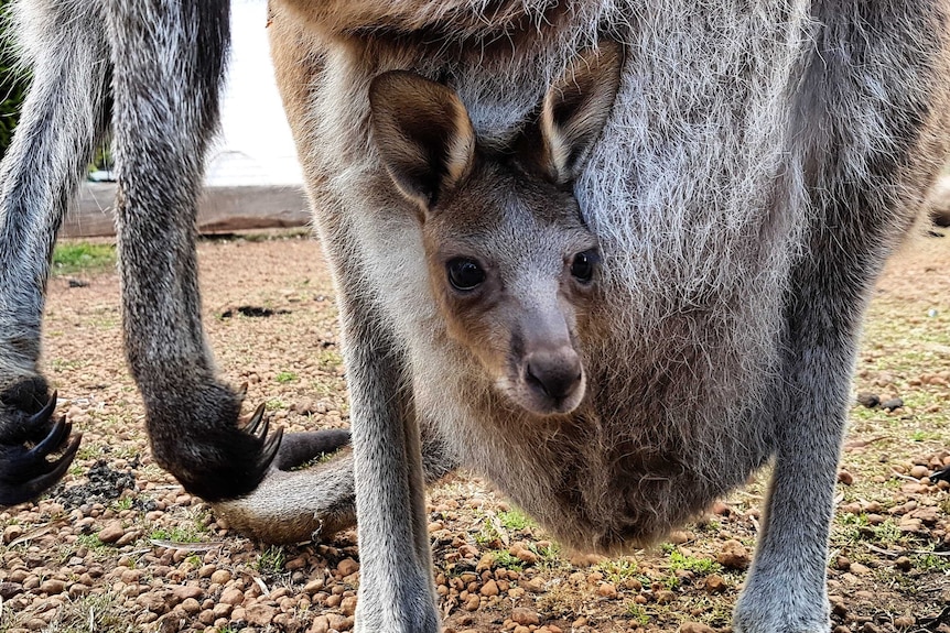 kangaroo on the Bibbulmun track
