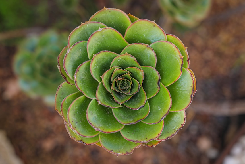 A succulent plant growing in a garden.