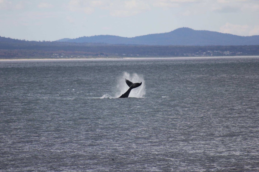 A whale tail.