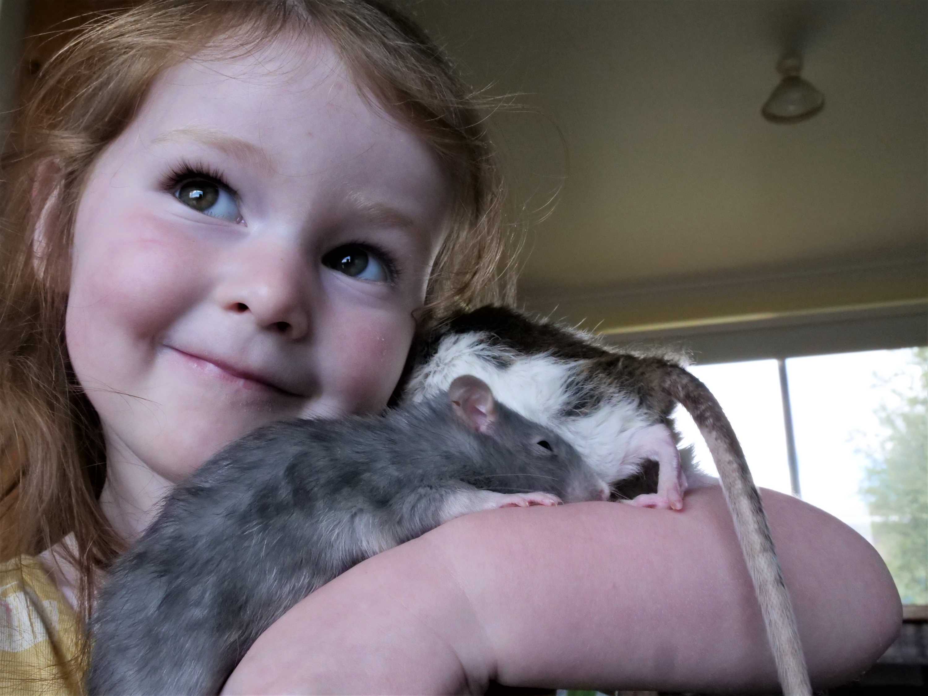Animalloving couple in Launceston put wedding on hold for pet rat rescue project ABC News