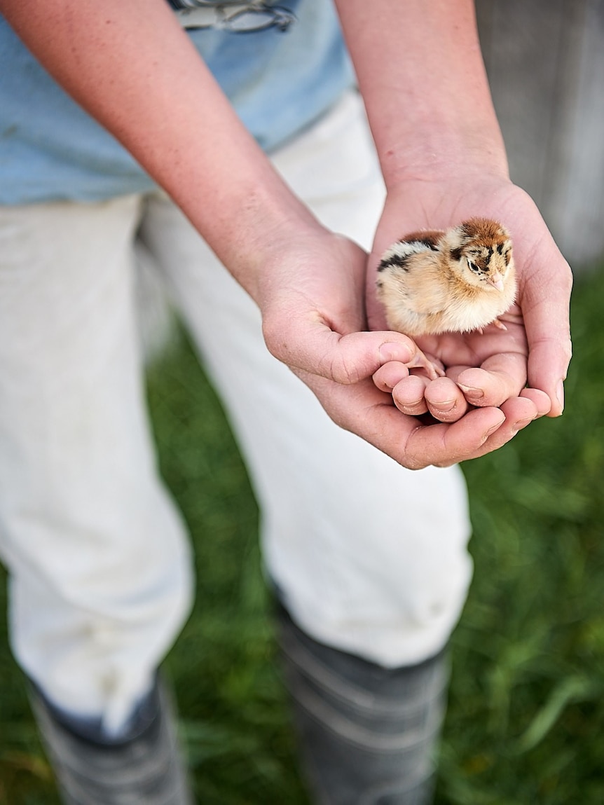 A boy's hands holding a tiny chick