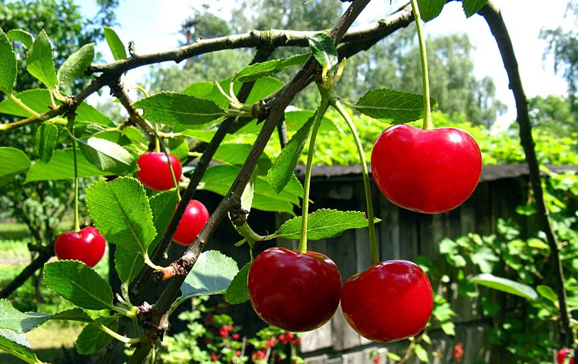 Яблоня маковецкого шпалера. Яблоня свердловчанин дерево. Дерево сад слива. Вишня рядом яблоней. Яблоня антоновка дерево.