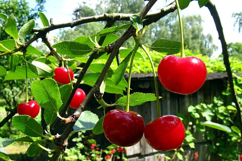 Fresh ripened cherries hang from the vine