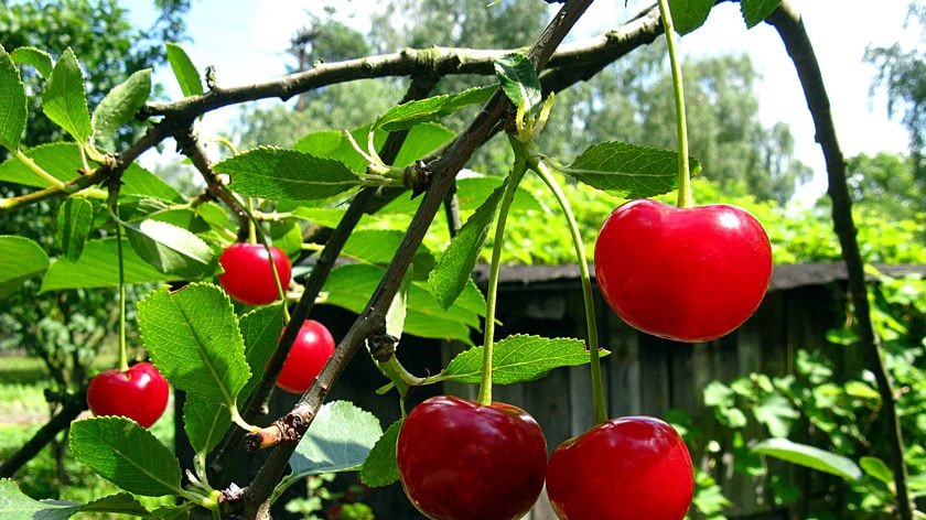 Fresh ripened cherries hang from the vine