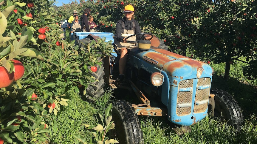 Backpackers picking apple on a farm near Stanthorpe, Queensland.