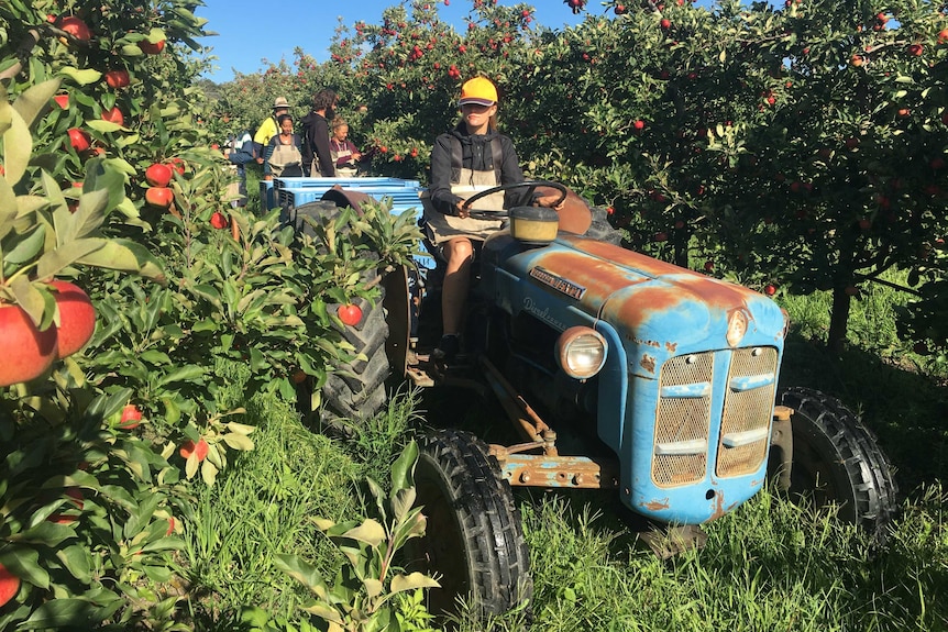 Backpackers on an apple farm