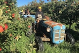 Backpackers on an apple farm