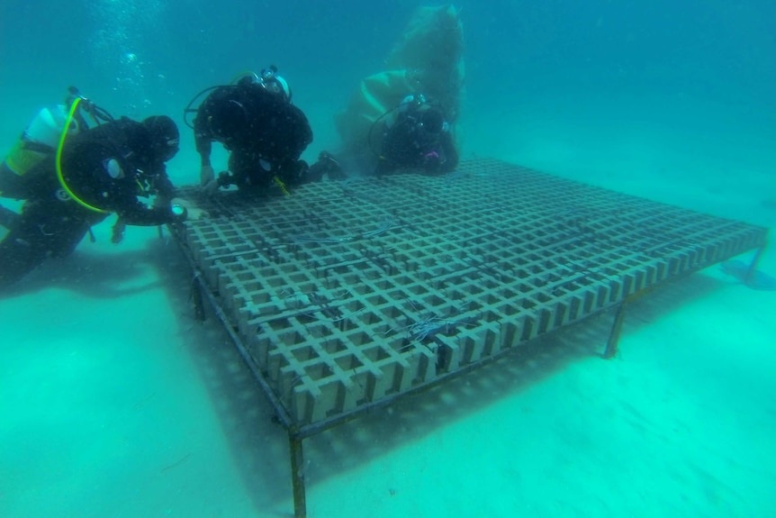 Divers installing artificial kelp reefs off Maria Island, Tasmania.
