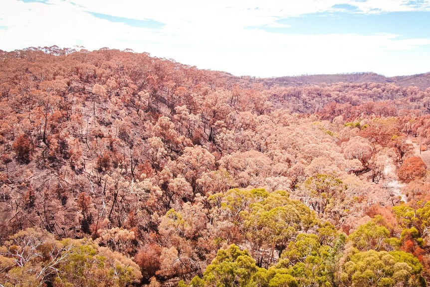 Burnt trees line rolling hills with a smattering of healthy green-top trees in the foreground