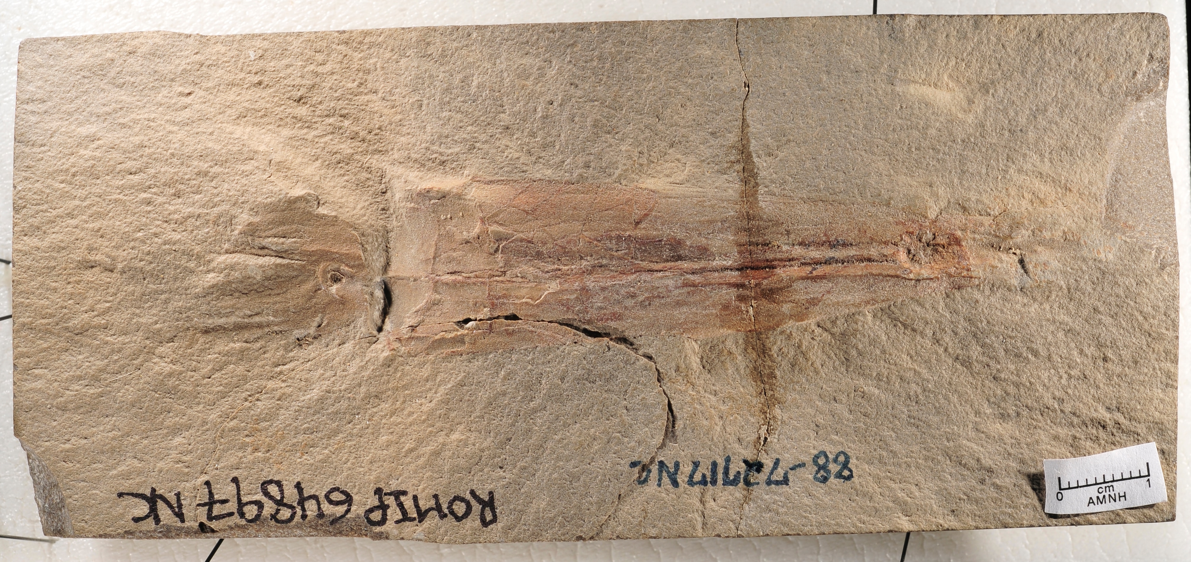 Syllipsimopodi bideni fossil