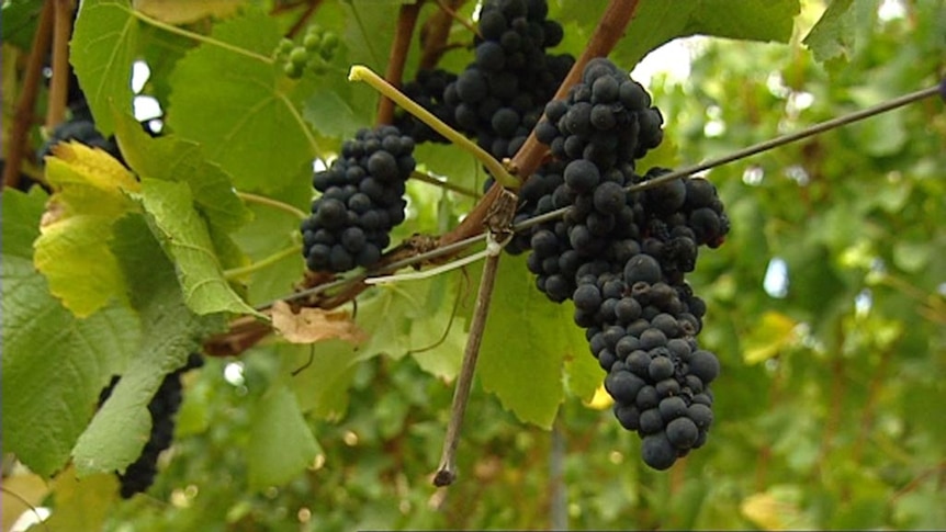 Grape growers are exploring new varieties