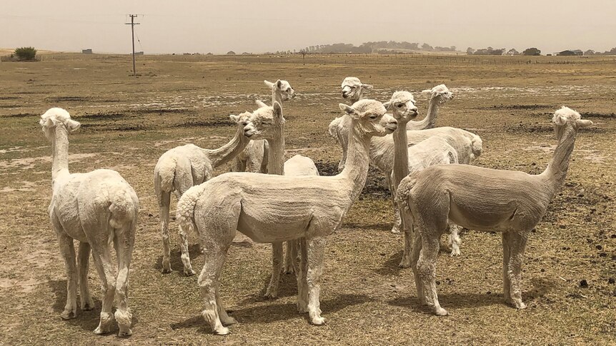 A herd of alpacas in front of a dry paddock landscape.