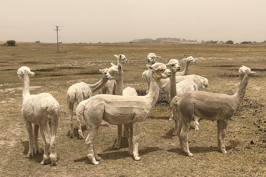 A herd of alpacas in front of a dry paddock landscape.