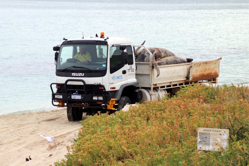 A truck carries a load of whale carcasses away.