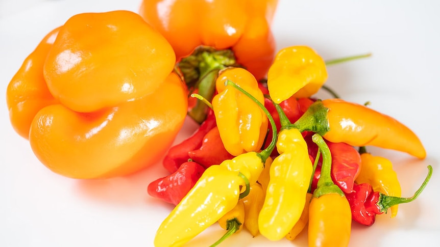 Large and small orange capsicums in a bunch against a white background.