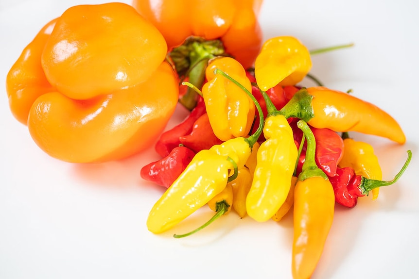 Large and small orange capsicums in a bunch against a white background