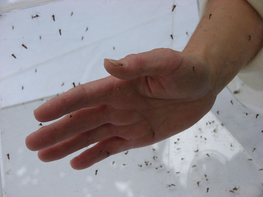 A hand in a box of mosquitoes.
