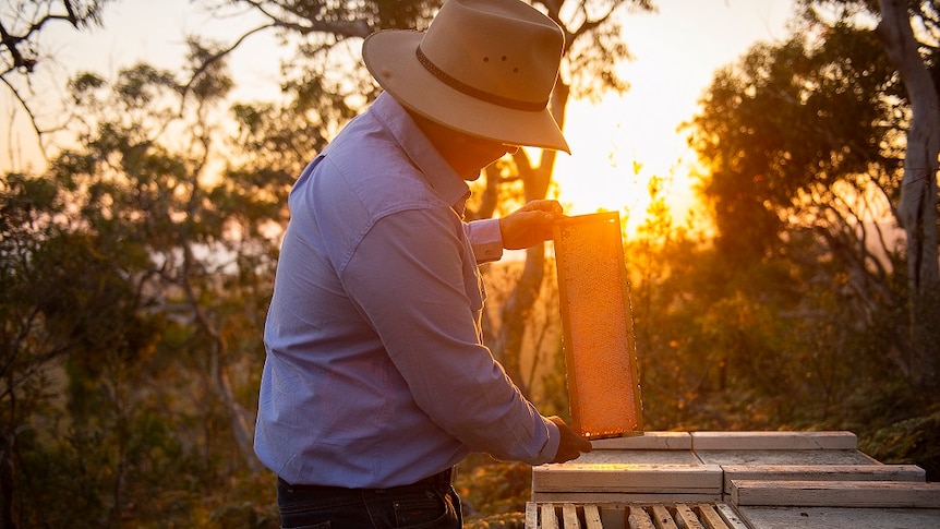A beekeeper in a blue shirt and Akubra looking at a bee hive