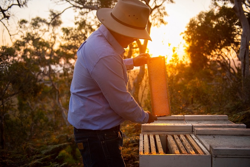 A beekeeper in a blue shirt and Akubra looking at a bee hive