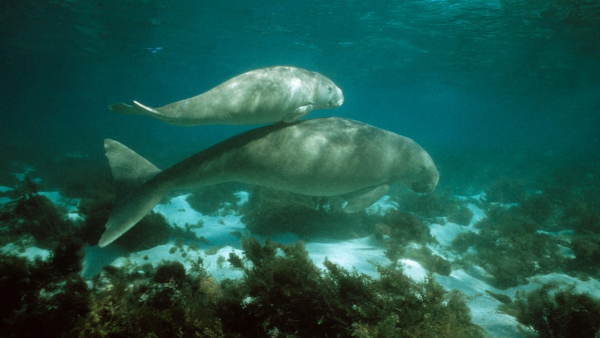 Dugong mother and calf swimming in ocean.