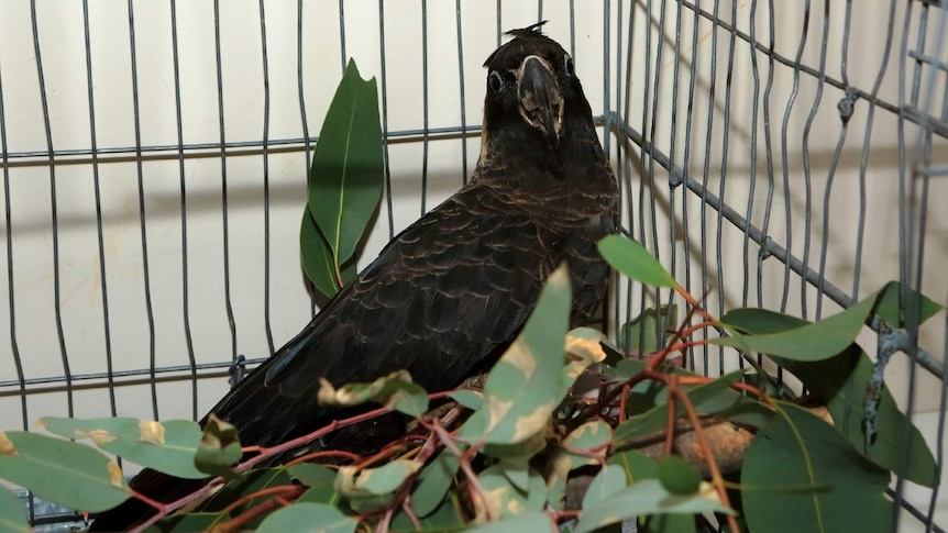 Black Baudin's cockatoo in a cage recovering after being shot.
