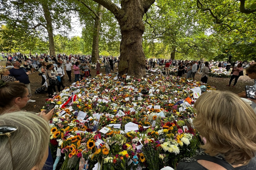 A sea of flowers and people gathered around a tree.