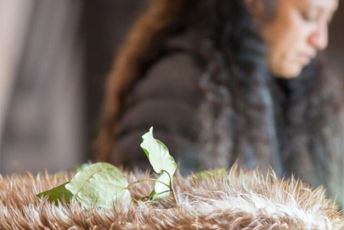 A close up of a green leaf on a fur-covered box. In the background, a Maori woman bows her head in respect.