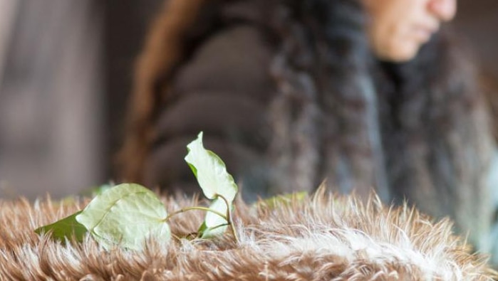 A close up of a green leaf on a fur-covered box. In the background, a Maori woman bows her head in respect.