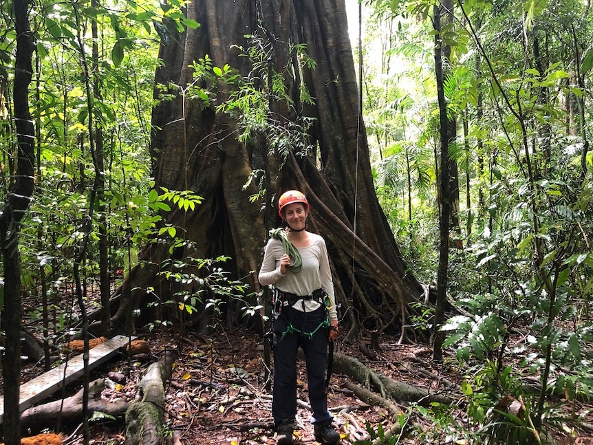A woman, wearing a hard hat, stands in front of a strangler fig tree