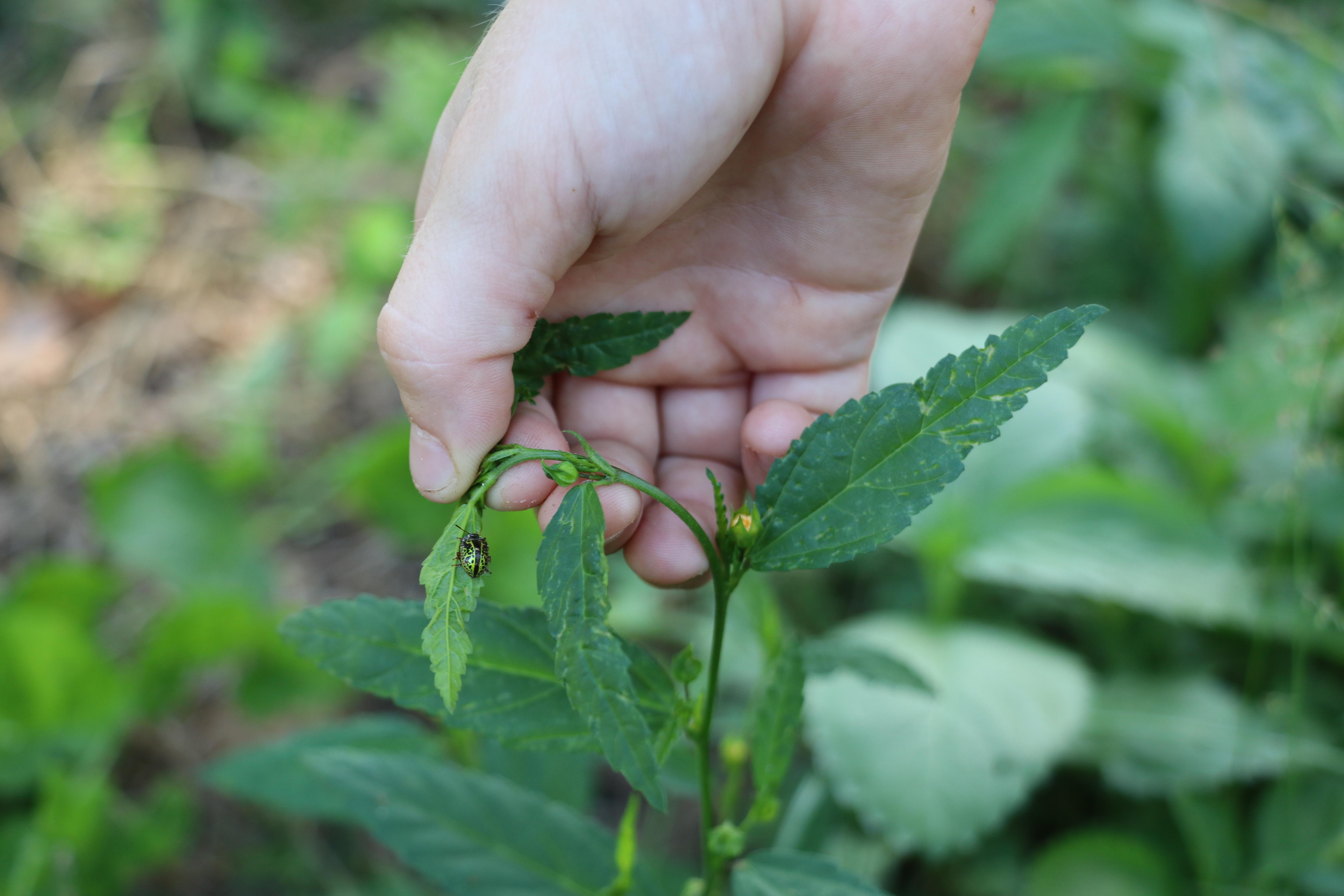 Jack Barker and beetle