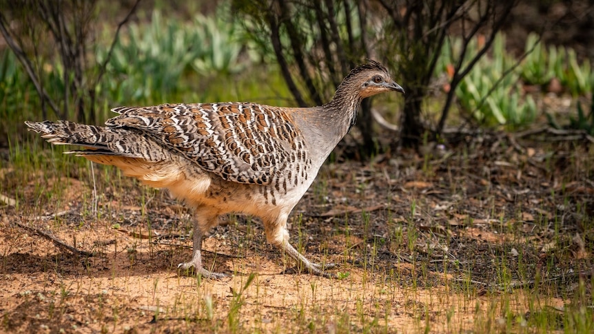 A malleefowl in the bush.