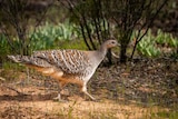 A malleefowl in the bush.