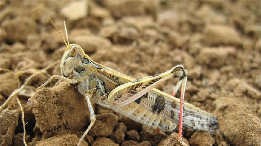 Riverland and Mallee the focus of SA's current locust fight