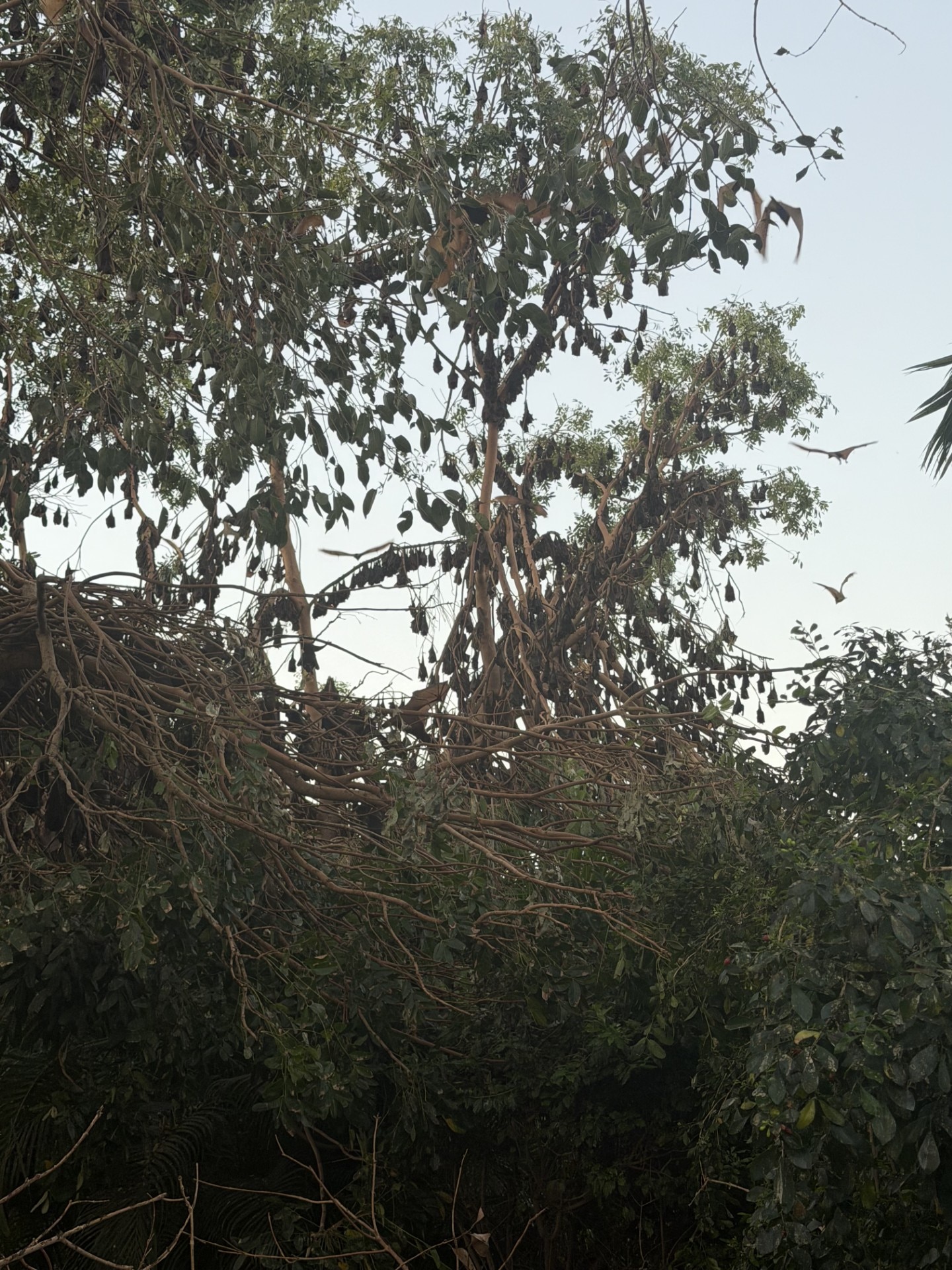 Flying foxes roost and fly among damaged tree branches in Sunset.