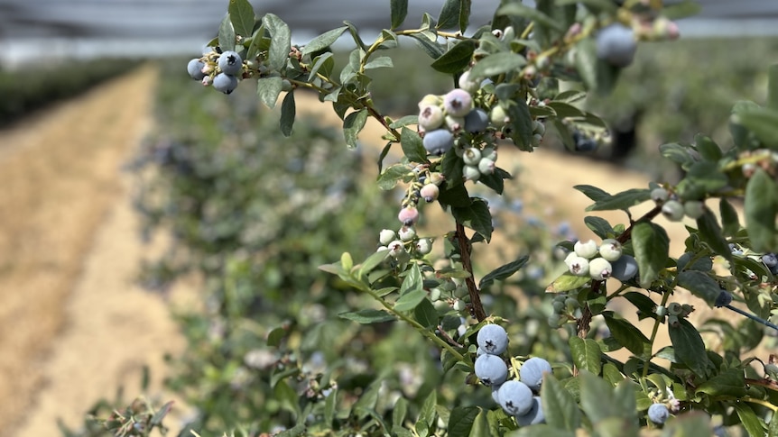 Blueberries on a bush in greenhouse.