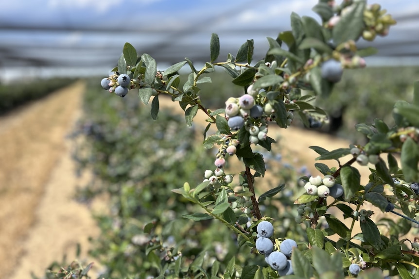 Blueberries on a bush in greenhouse.