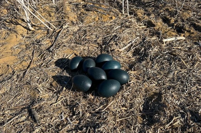 eight eggs laying in grass field