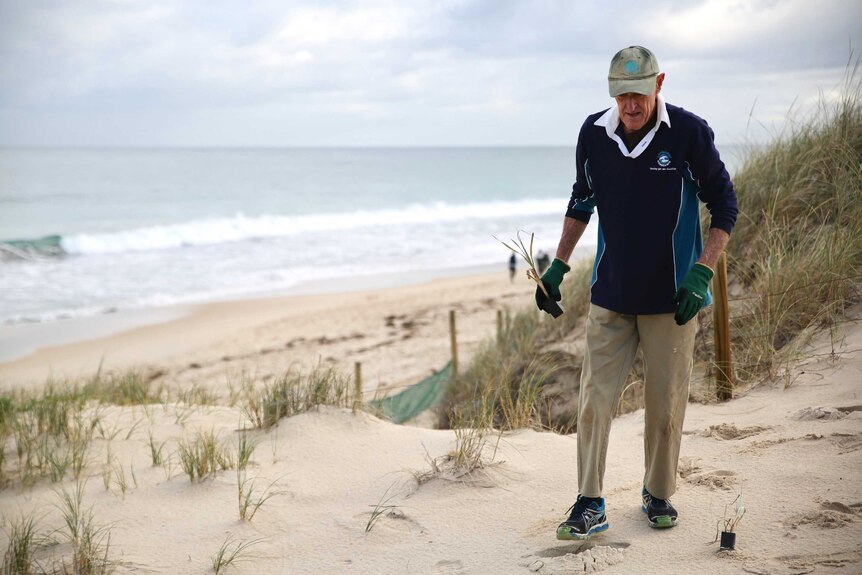 A volunteer plants spinifex in dunes at Floreat Beach to prevent erosion.