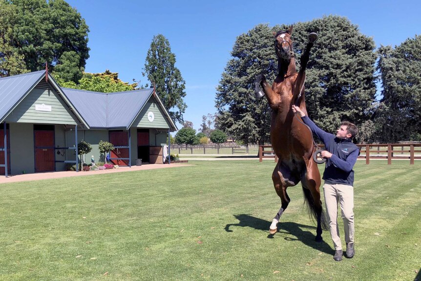 A trainer walks a horse through a yard. The horse is on his hind legs.