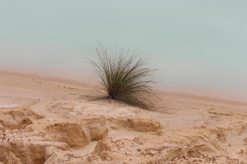 A tussock of grass next to the orange sand and teal-green water